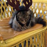 Profile Picture of Lisa Harriman (@elleharriman) on Instagram