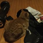 Profile Picture of Kaitlyn (@gauthieramy2019) on Instagram