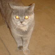 Profile Picture of Mario Ardizzone (@marioardizzone4410) on Youtube