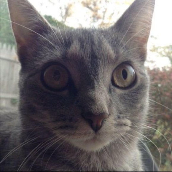 Profile Picture of Nicholas Ostrander (@nicholasostrand) on Poshmark