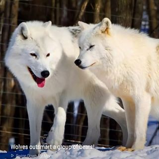 Gawa Seday - Facebook Profile Picture of Gawa Seday (@namsel.choki) on Facebook