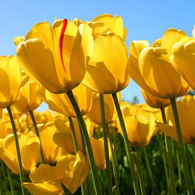 Profile Picture of Eloisa Estrada (@EstradaChiky) on Twitter