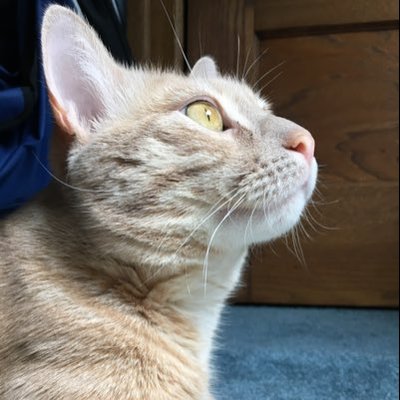 Profile Picture of Joe Verdon (@Joe_Verdon_) on Twitter
