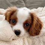 Profile Picture of Ralph (@ralph_thecavalier) on Instagram