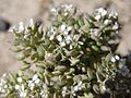 Profile Picture of Lepidium papilliferumon Wikipedia