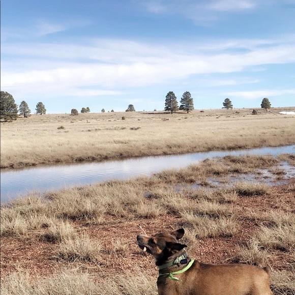 Profile Picture of A Caines (@bougieb44) on Poshmark