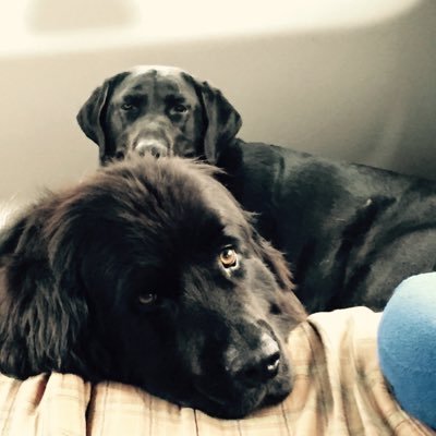 Lori Akins - Twitter Profile Picture of Lori Akins (@lorifultonakins) on Twitter