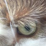 Profile Picture of Autumn❤️😹 (@autumntaberthekittycat) on Instagram