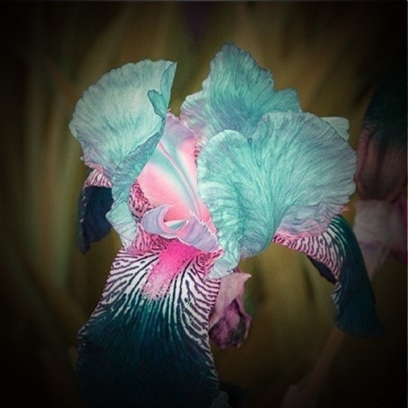 Profile Picture of Joy Knoop (@jasonsandjoyk) on Poshmark