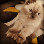 Profile Picture of Haley Haley (@yeevispweet8664) on Youtube