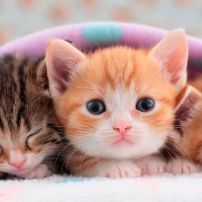 Profile Picture of Jerry Plum (@jerryasturias1) on Twitter