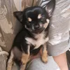 Profile Picture of jess (@jessicunt) on Tiktok