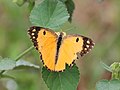 Profile Picture of Colotis faustaon Wikipedia