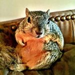Profile Picture of The Little Richard Story (@richard_the_dick_squirrel) on Instagram