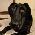 Profile Picture of Riley the Black Lab (@theblacklab_riley) on Instagram