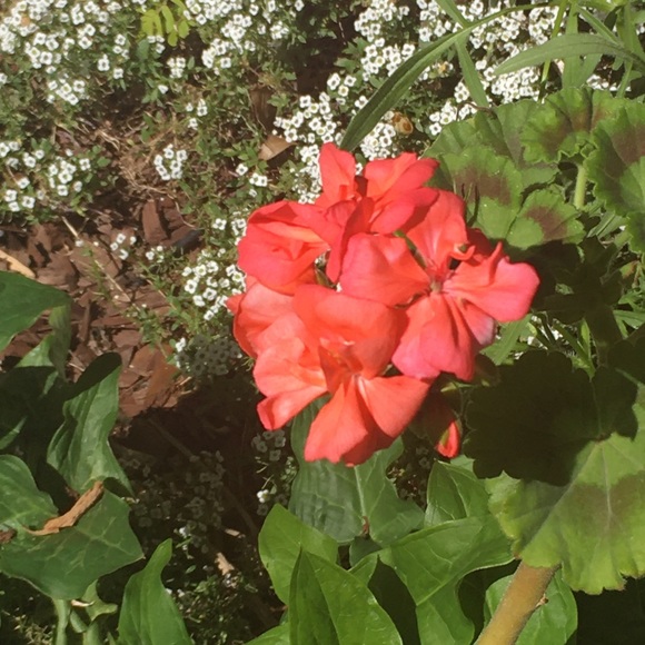 Profile Picture of Chloe Fengel (@chloe_fengel) on Poshmark