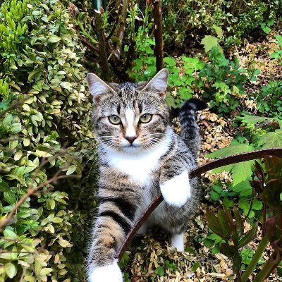 Profile Picture of Sherrie Walters (@SherriewWalters) on Twitter