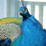 Profile Picture of Kate Harrison (@kateharrison92) on Flickr