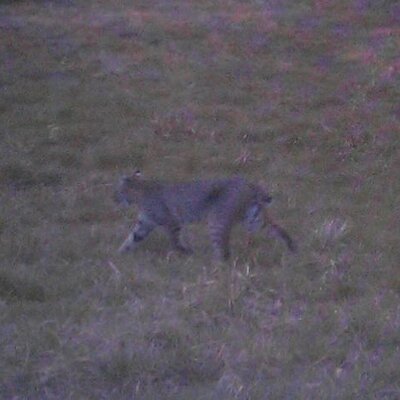 Profile Picture of Caleb Thurston (@cthursty36) on Twitter