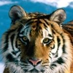 Profile Picture of justin cornelious (@fishing_bro09) on Instagram