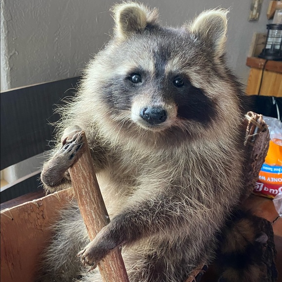 Profile Picture of Linda Stroh anderson (@lbsvet976) on Poshmark