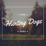 Profile Picture of Neil | Bird Hunter (@bird_dog_classifieds) on Instagram