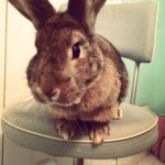 Profile Photo of Bonnie Estes (@bonniethebunny13) on Instagram