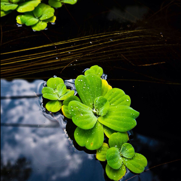 Profile Picture of Jessica Portugal (@bookielee13) on Poshmark