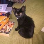 Diane Bartlett - Instagram Profile Picture of Diane Bartlett (@dianesew12) on Instagram