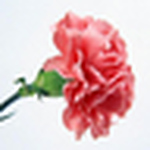 Profile Picture of Samah Abd Alhadi (@samah abd alhadi) on Flickr