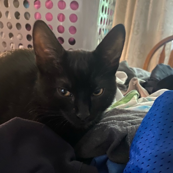 Profile Picture of Eric Rousseau (@eric_rousseau) on Poshmark