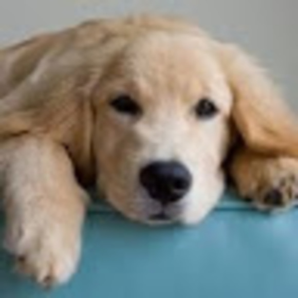 Profile Picture of Christine Oxley (@christineoxley) on Poshmark