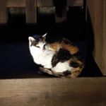 Profile Picture of Bor Peng (@bor.peng) on Instagram