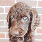 Profile Picture of ESSIE CHARLES YOUNG-HUSKEY (@essiecharles_younghuskey) on Instagram