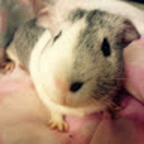 Profile Picture of Lexi Akuetteh (@lexiandgogo) on Poshmark