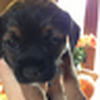 Profile Picture of Simon Read (@Simon Read1) on Flickr