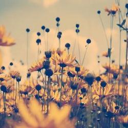 Profile Picture of Janet Peralta (@janetperalta37) on Twitter