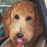 Profile Picture of Tobias 