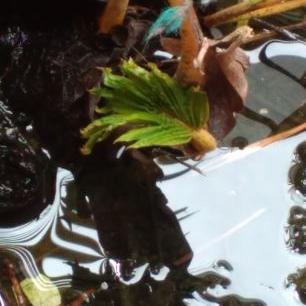 Profile Picture of Sravani Pabbathi (@SravaniPabbathi) on Twitter