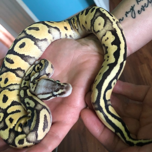 Profile Picture of Diana Borgstahl (@dianab0720) on Poshmark