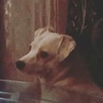 Profile Picture of Sean-michael Conover (@shobin_blackhorn) on Instagram