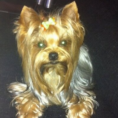 Isabel Soriano - Twitter Profile Picture of Isabel Soriano (@sabellatango) on Twitter