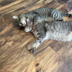 Profile Picture of graysonbaird (@graysonbaird) on Tiktok