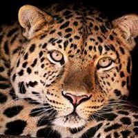 Profile Picture of Annette Timlin (@annettetimlin) on Pinterest