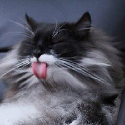 Profile Picture of N (@l_leoneli) on Twitter