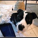 Profile Picture of Dino Walker Cockerill (@dino_wearing_stuff) on Instagram