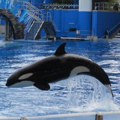 Profile Picture of Shamuon Twitter