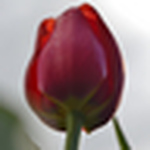 Profile Picture of Hemant Patel (@Hemant347) on Flickr