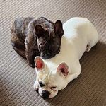 Profile Picture of Jeremy Frank & Ricky Bobby (@jeremy_n_ricky) on Instagram