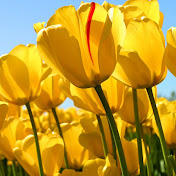 Terry Bourque - Youtube Profile Picture of Terry Bourque (@terrybourque2417) on Youtube